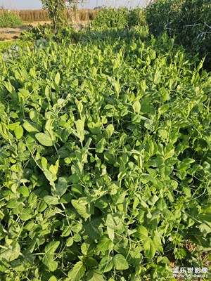 蔬菜