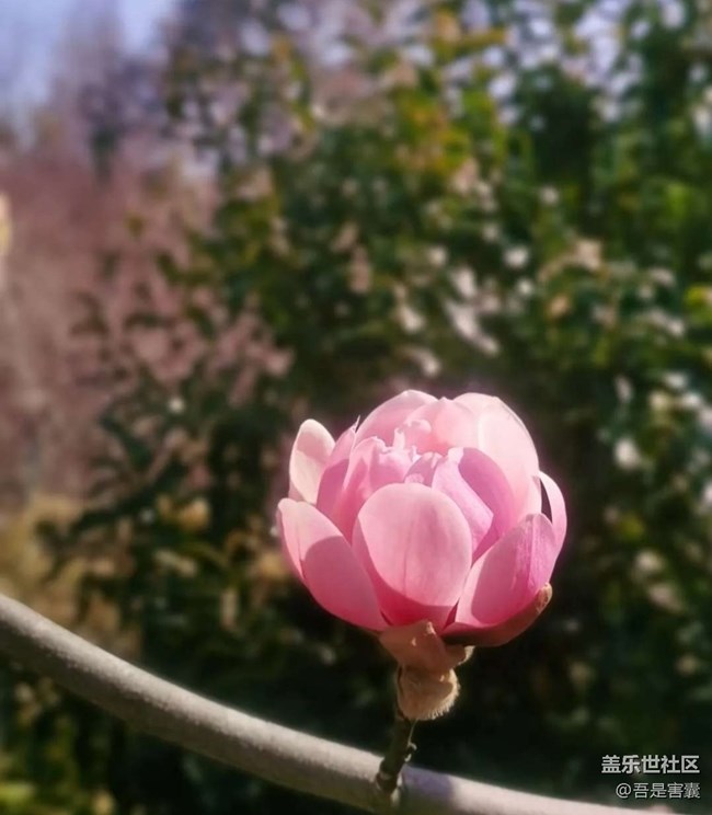 【Note手机里的初春】春暖花开