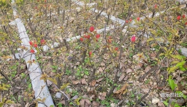 【Note手机里的初春】走走看看