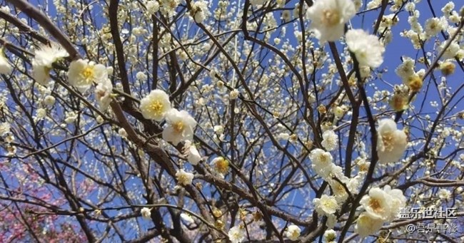 【Note手机里的初春】春暖花开