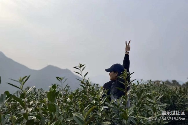 【Note手机里的初春】春日打卡茶园