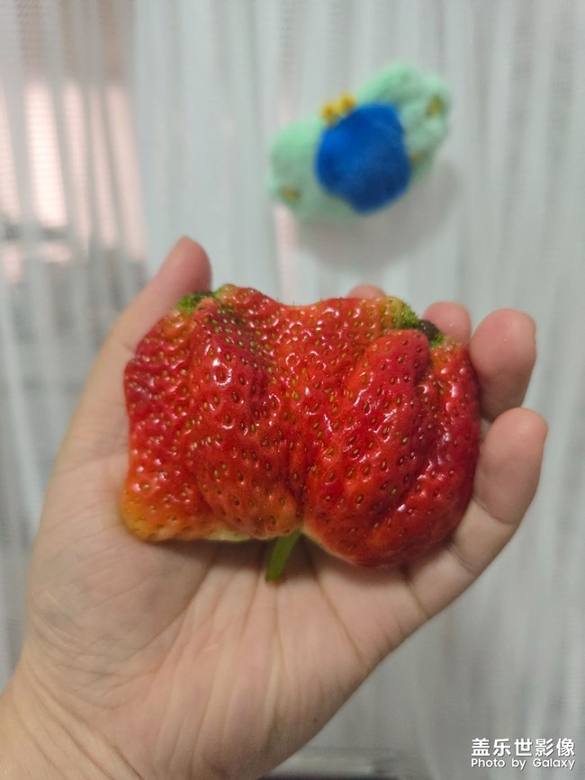 草莓日