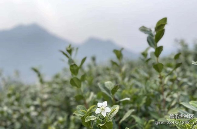 【Note手机里的初春】春日打卡茶园