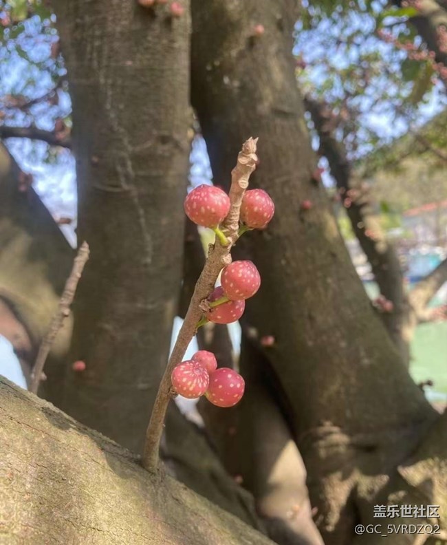 【Note手机里的初春】春芽萌生