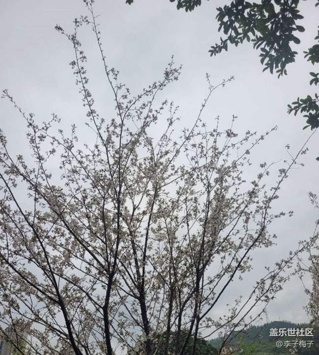 【Note手机里的初春】梨花开