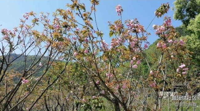 【Note手机里的初春】春光灿烂