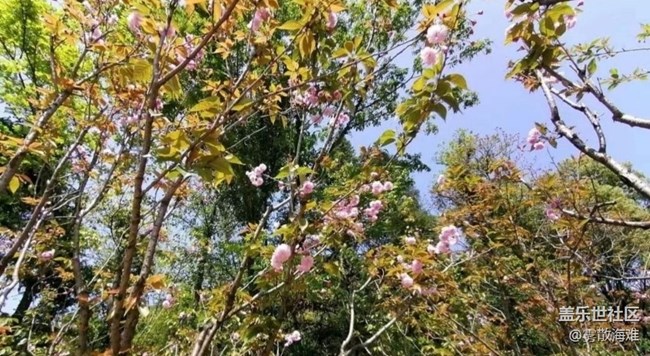【Note手机里的初春】春光灿烂