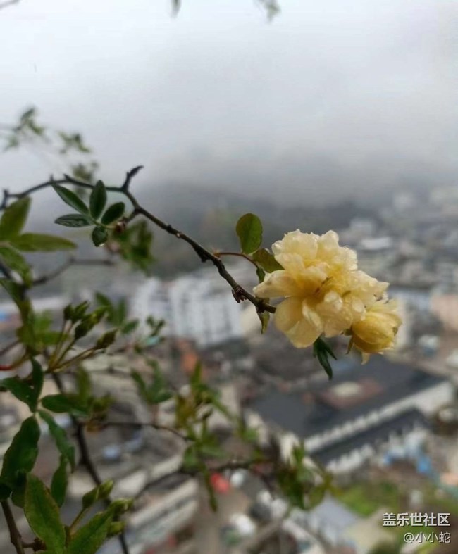 【Note手机里的初春】花世界