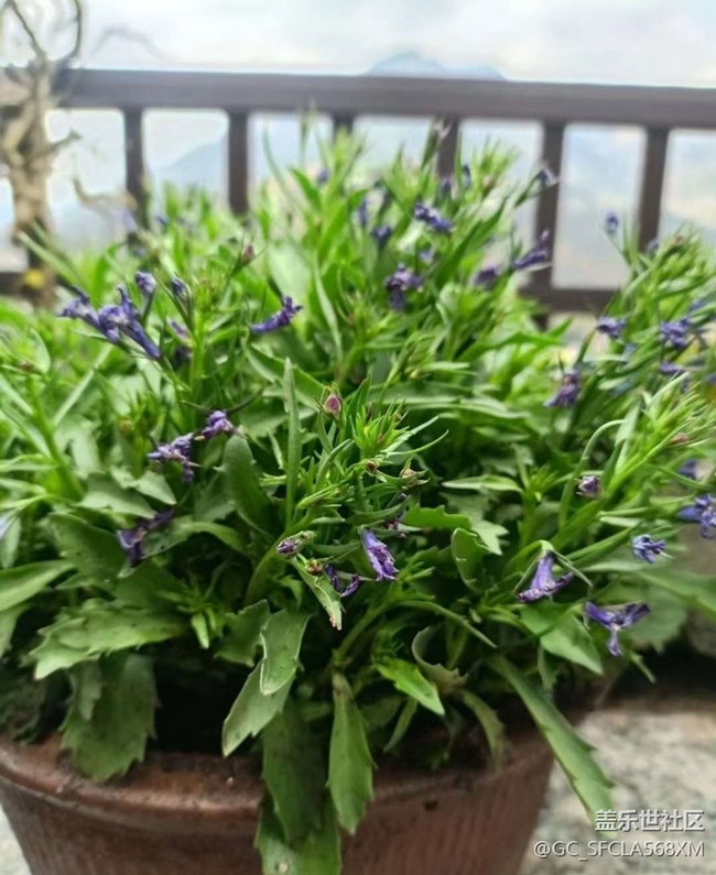 【Note手机里的初春】春天的花园