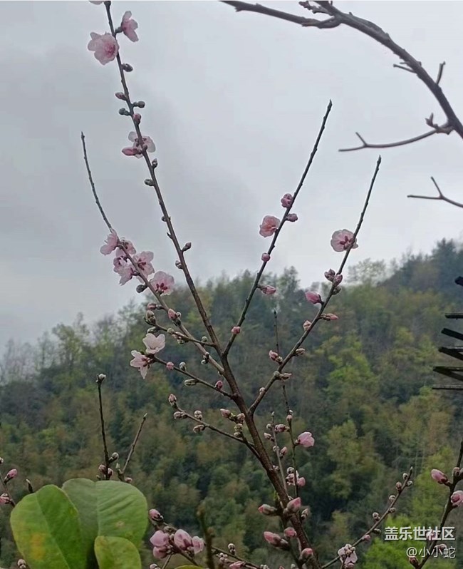【Note手机里的初春】花世界