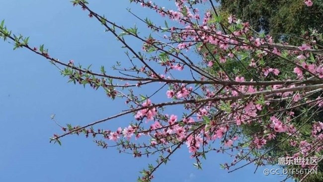 【Note手机里的初春】家乡春季