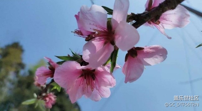 【Note手机里的初春】家乡春季