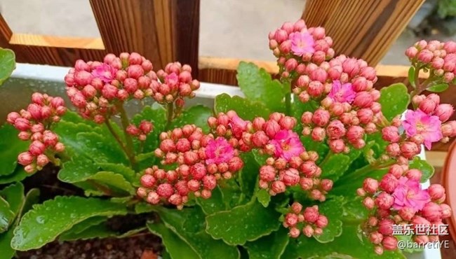 【Note手机里的初春】花开满枝头