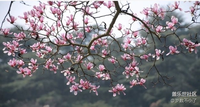 【Note手机里的初春】春日玉兰