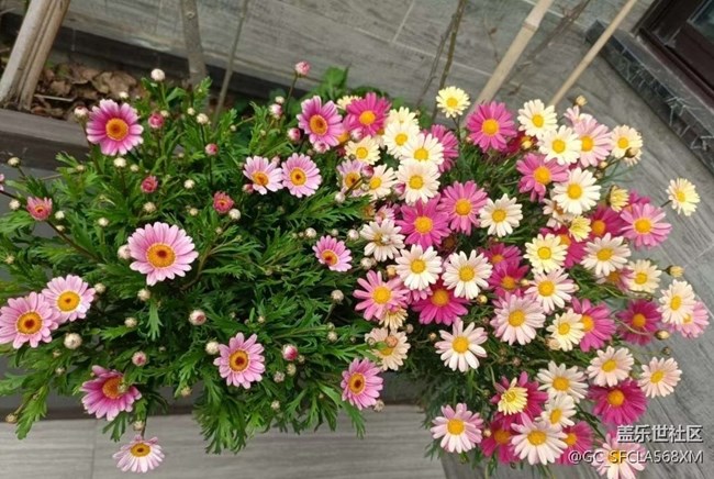 【Note手机里的初春】春天的花园