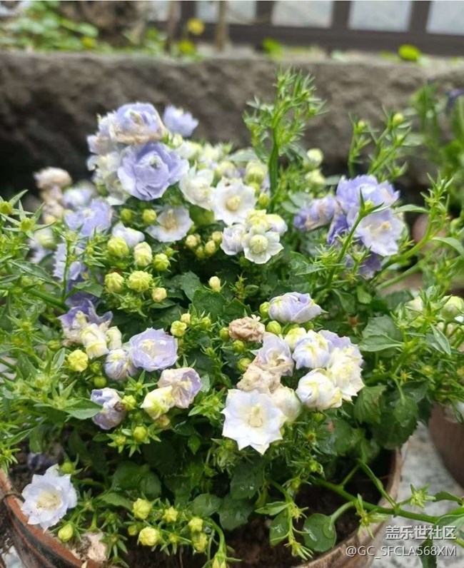 【Note手机里的初春】春天的花园