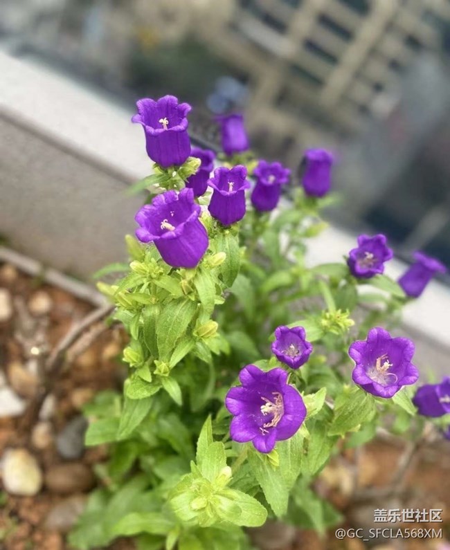 【Note手机里的初春】春天的花园