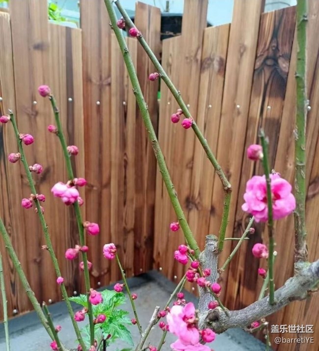 【Note手机里的初春】花开满枝头
