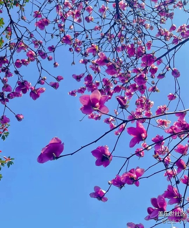 【Note手机里的初春】花开茂盛