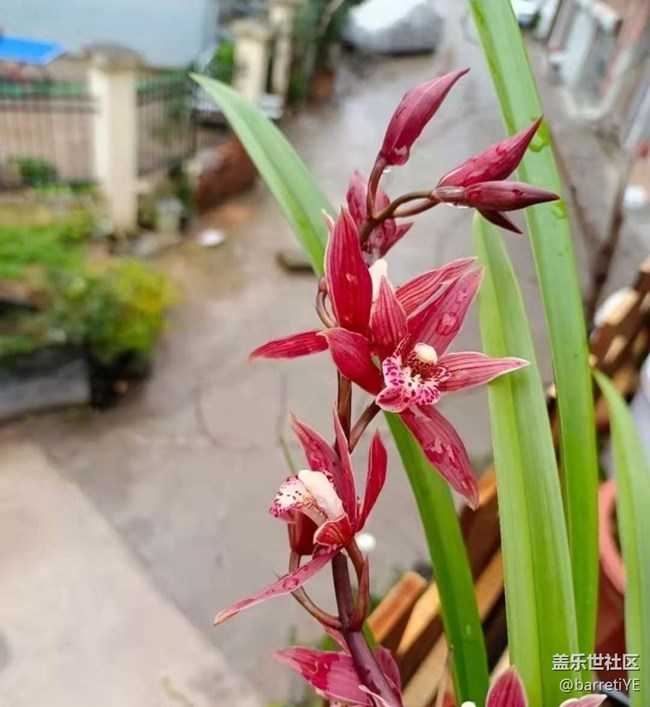 【Note手机里的初春】花开满枝头