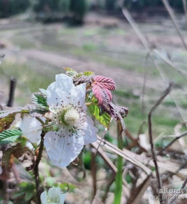 【Note手机里的初春】家乡春季