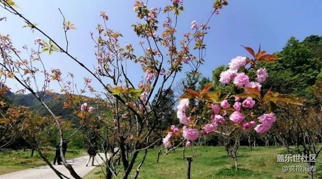 【Note手机里的初春】春光灿烂