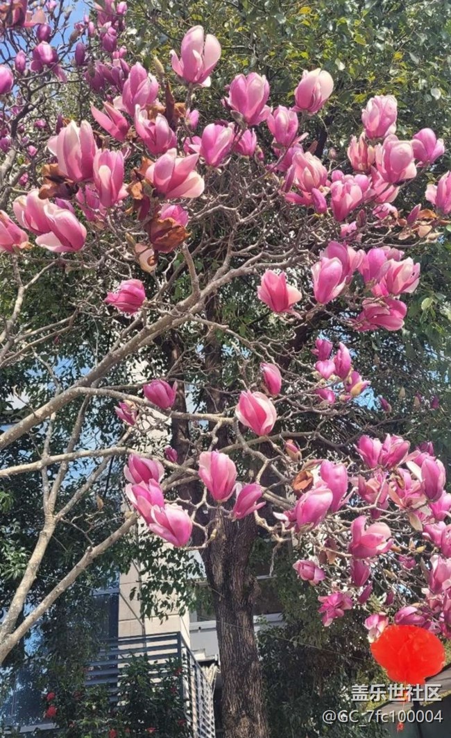 【Note手机里的初春】花开