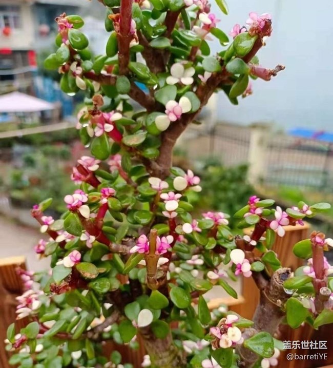 【Note手机里的初春】花开满枝头