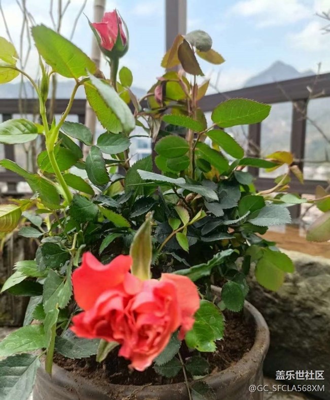 【Note手机里的初春】春天的花园