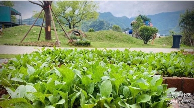 【Note手机里的初春】春日菜园