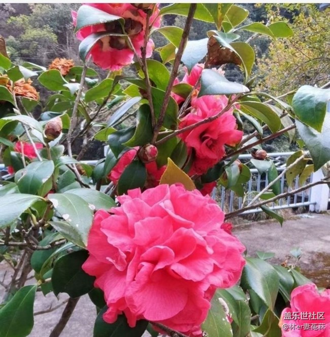 【Note手机里的初春】花开的季节