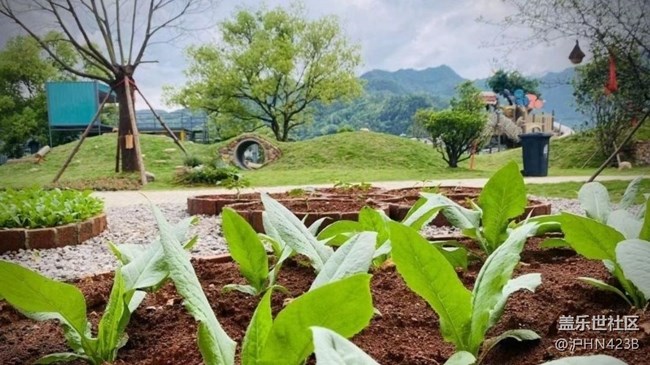 【Note手机里的初春】春日菜园