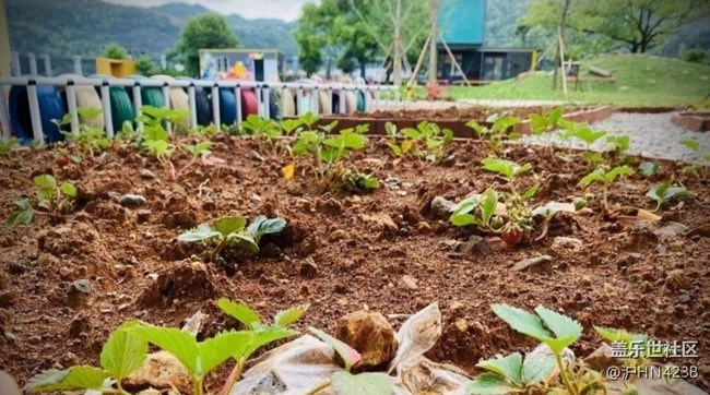 【Note手机里的初春】春日菜园