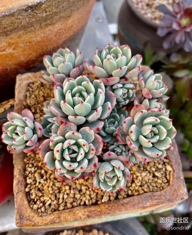 【Note手机里的初春】花儿开