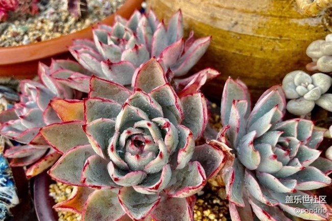 【Note手机里的初春】花儿开