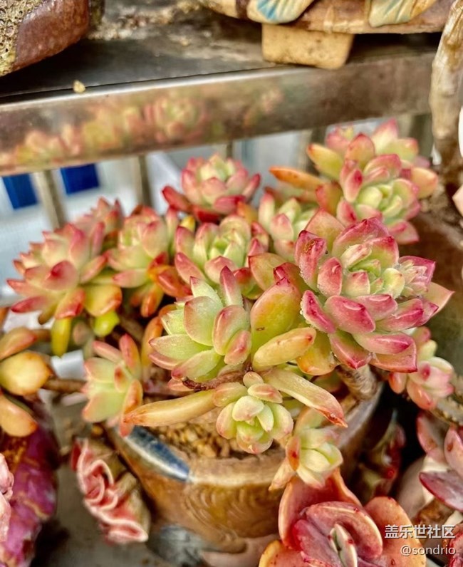 【Note手机里的初春】花儿开