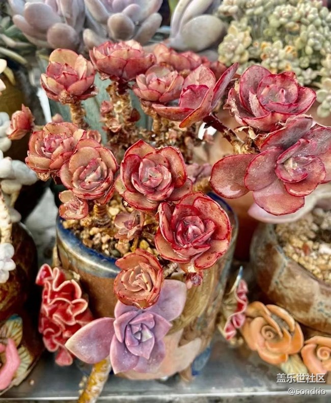 【Note手机里的初春】花儿开