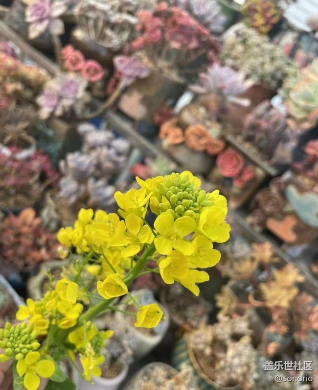 【Note手机里的初春】花儿开