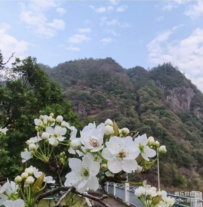 【Note手机里的初春】花开的季节