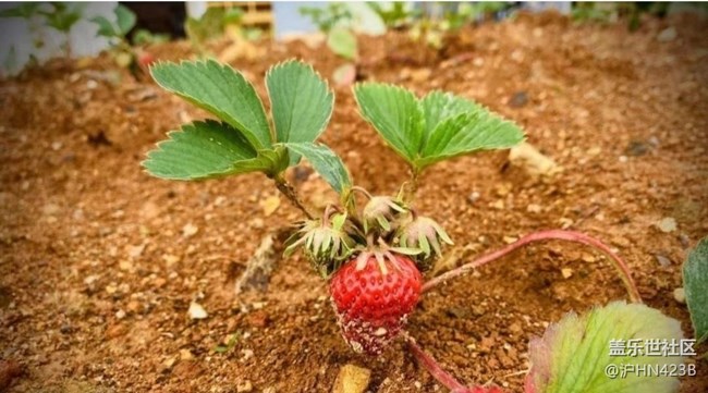 【Note手机里的初春】春日菜园