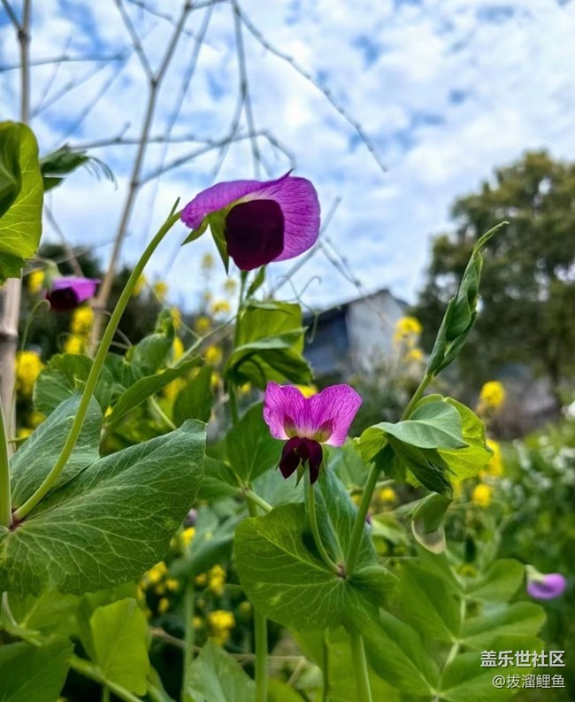 【Note手机里的初春】春暖百花开