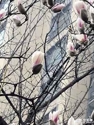 【早春映像】+玉兰花开