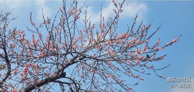 【Note手机里的初春】桃花盛开