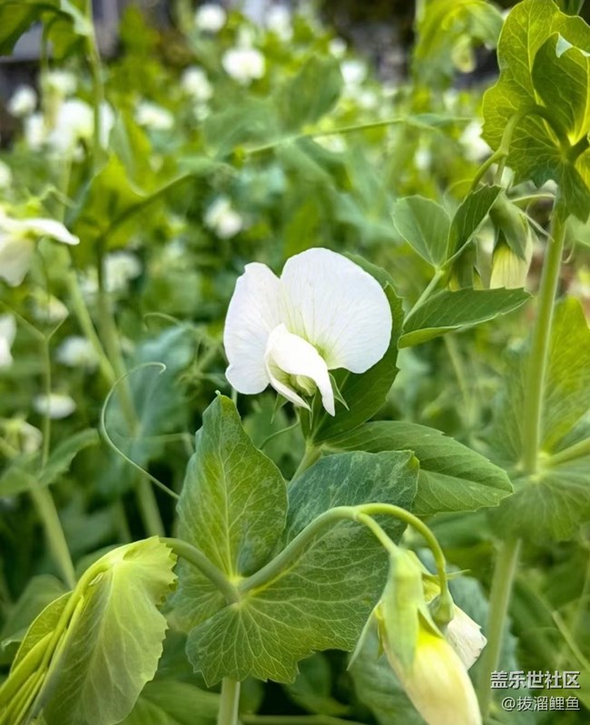 【Note手机里的初春】春暖百花开