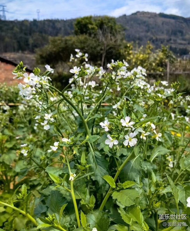 【Note手机里的初春】春暖百花开