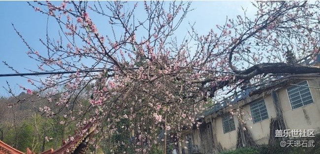 【Note手机里的初春】桃花盛开