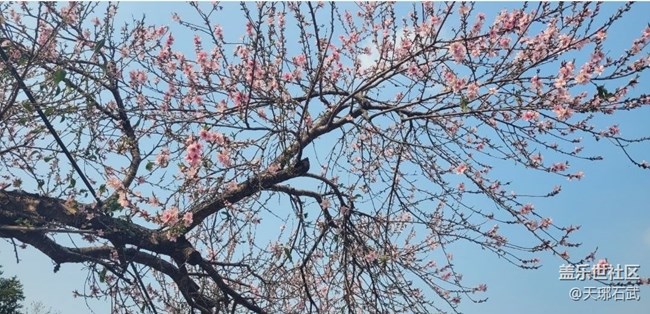 【Note手机里的初春】桃花盛开