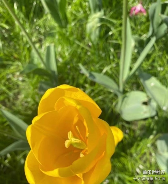【Note手机里的初春】花海