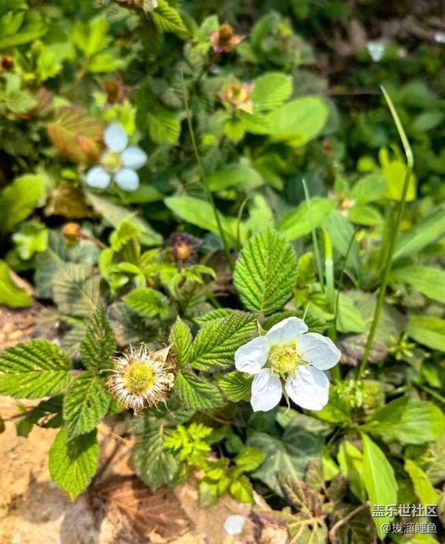 【Note手机里的初春】春暖百花开