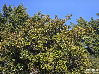 【早春映像】+春日所见
